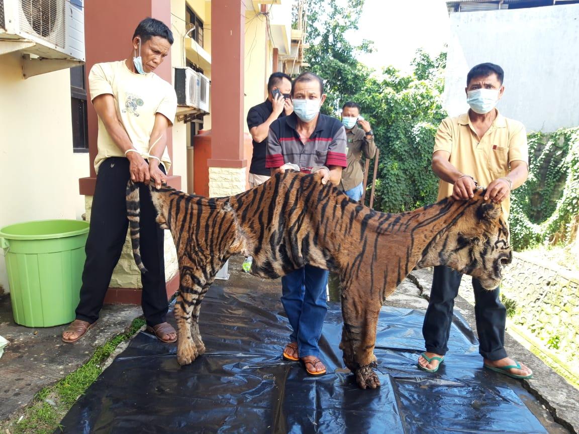 Safeguarding Sumatran Tigers in Kerinci Seblat National Park | People